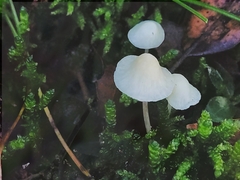 Mycena arcangeliana