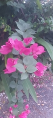 Bougainvillea glabra