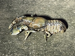Procambarus steigmani