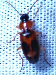 Badister neopulchellus