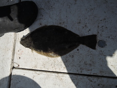 Paralichthys californicus