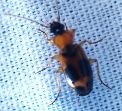 Badister neopulchellus