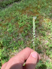 Spiranthes lacera gracilis