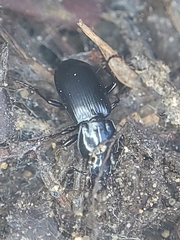 Hypherpes