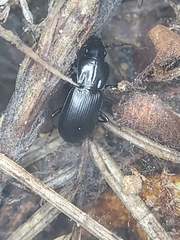 Hypherpes
