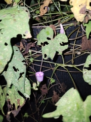 Ipomoea triloba