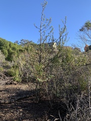 Ribes malvaceum malvaceum