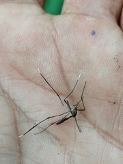 Culicinae