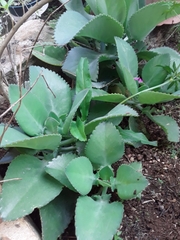 Kalanchoe laetivirens