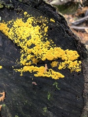 Calycina citrina