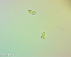Odontoschisma denudatum