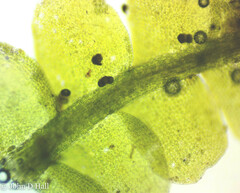 Odontoschisma denudatum