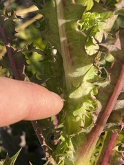 Sonchus asper asper