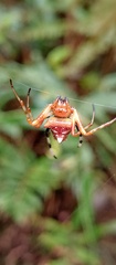 Verrucosa