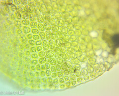 Odontoschisma denudatum