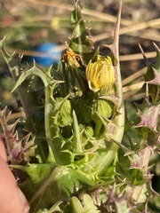 Sonchus asper asper