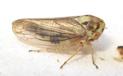 Macropsis scotti