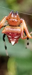 Verrucosa