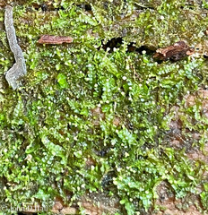 Odontoschisma denudatum