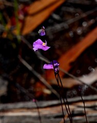 Utricularia uniflora