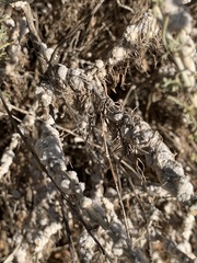 Rhopalomyia floccosa