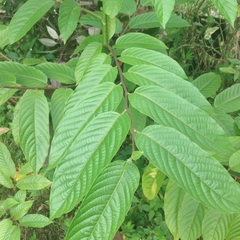 Cananga