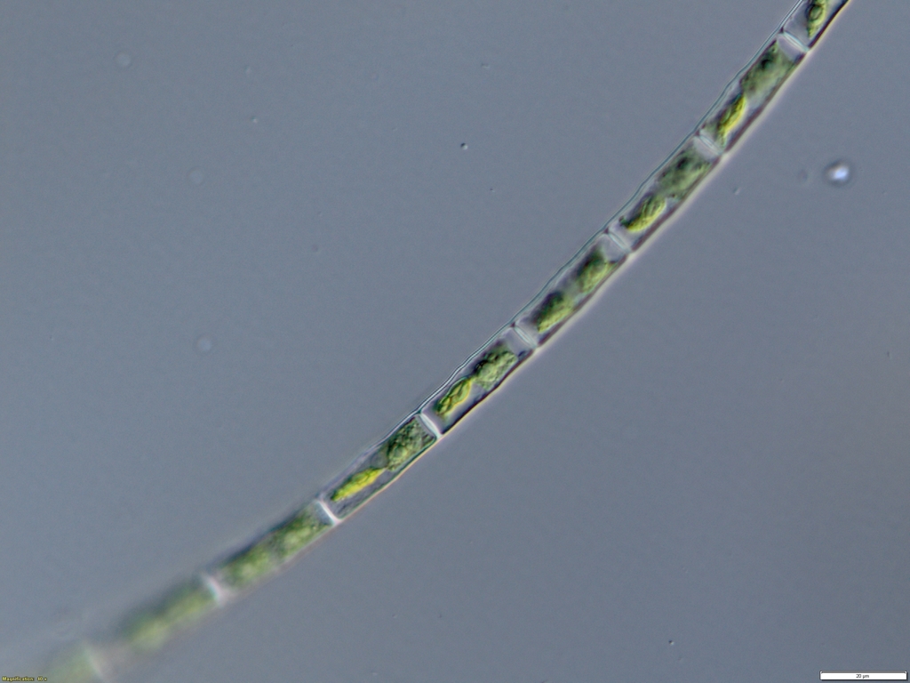 Groenbladia neglecta