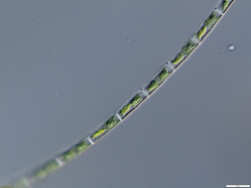 Groenbladia neglecta