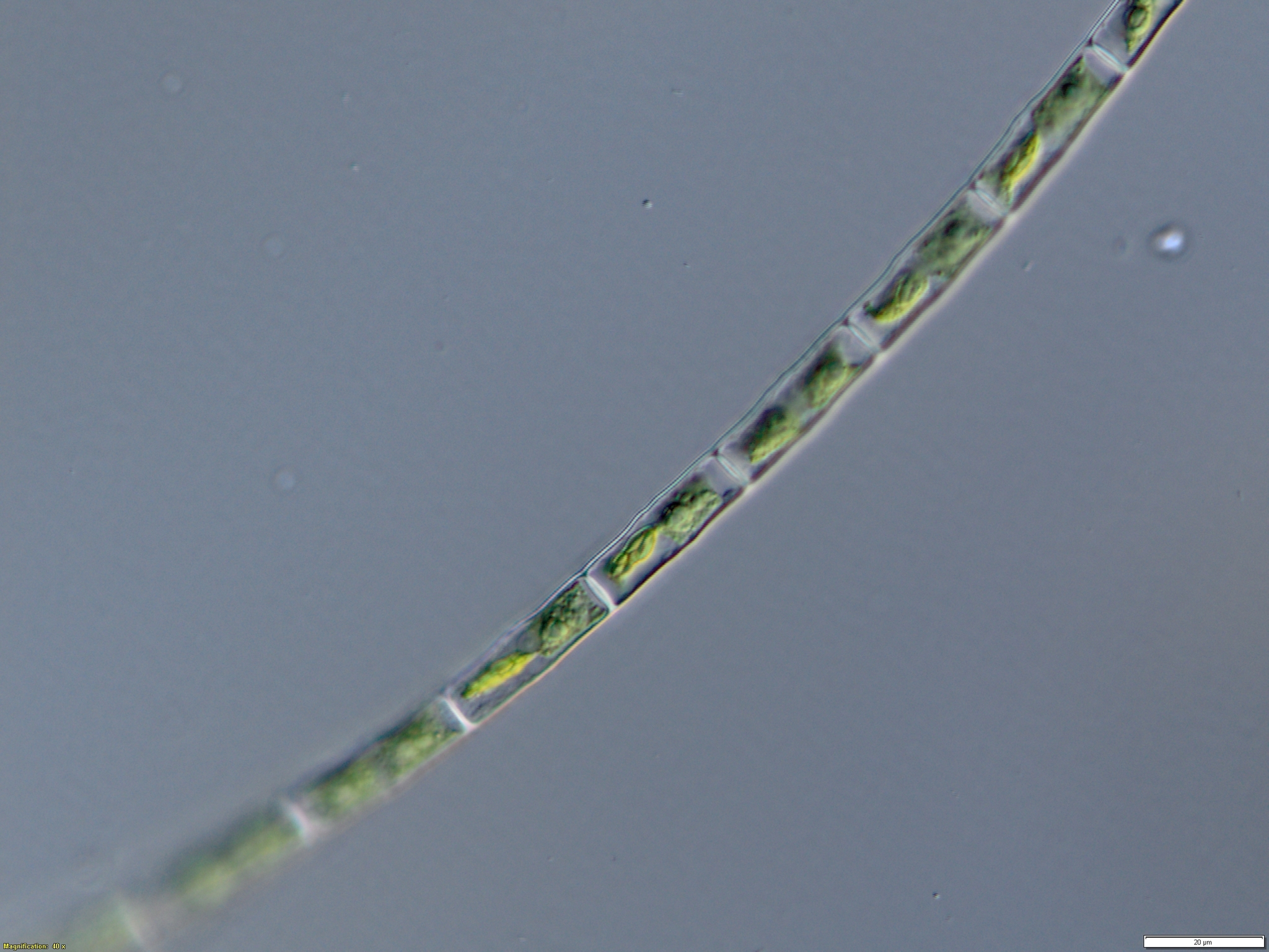 Groenbladia neglecta
