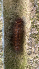 Spilarctia subcarnea