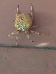 Araneus pallidus