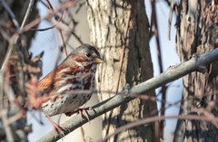 Passerella iliaca iliaca