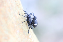 Tartarisus concinnus