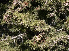 Juniperus arizonica