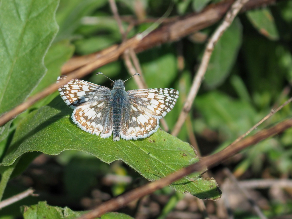 Common and White CheckeredSkippers from Mueller, Austin, TX, USA on