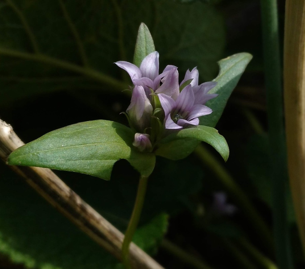 Gentianella turkestanorum