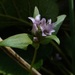 Gentianella turkestanorum - Photo (c) Ron Frumkin, algunos derechos reservados (CC BY-NC), subido por Ron Frumkin