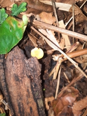 Pholiotina rugosa