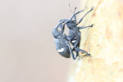 Tartarisus concinnus