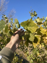Populus fremontii fremontii