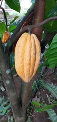 Theobroma cacao