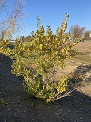 Populus fremontii fremontii