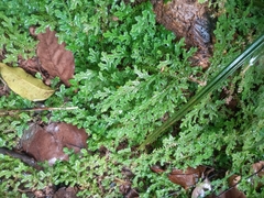 Selaginella pallescens