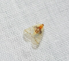 Saccharodite chrysonoe