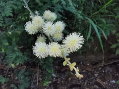 Mimosa malacophylla