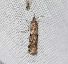 Ephestiopsis oenobarella