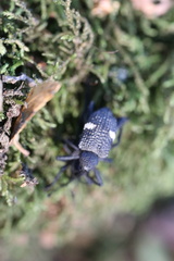 Tartarisus concinnus