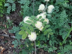 Mimosa malacophylla