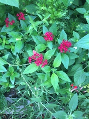 Pentas