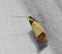 Merocroca automima